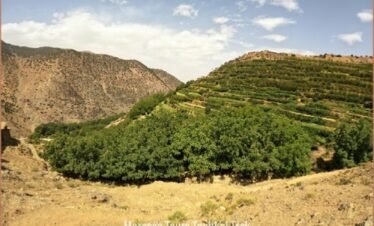 berberG31