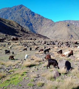 Berber Villages Trekking