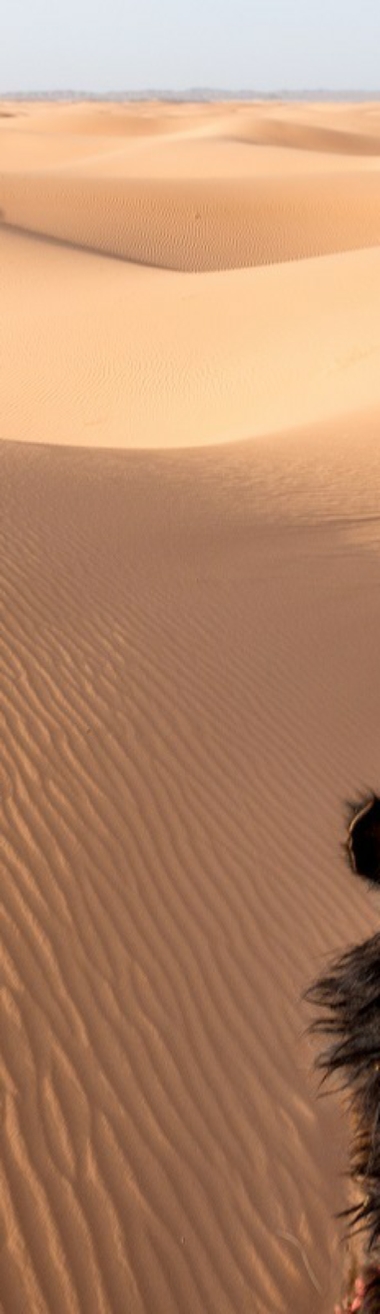Merzouga Sahara Dunes Tour From Casablanca