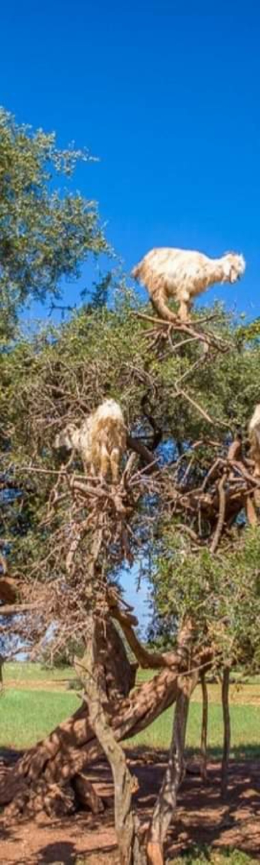 8 Day Morocco Adventure Tour